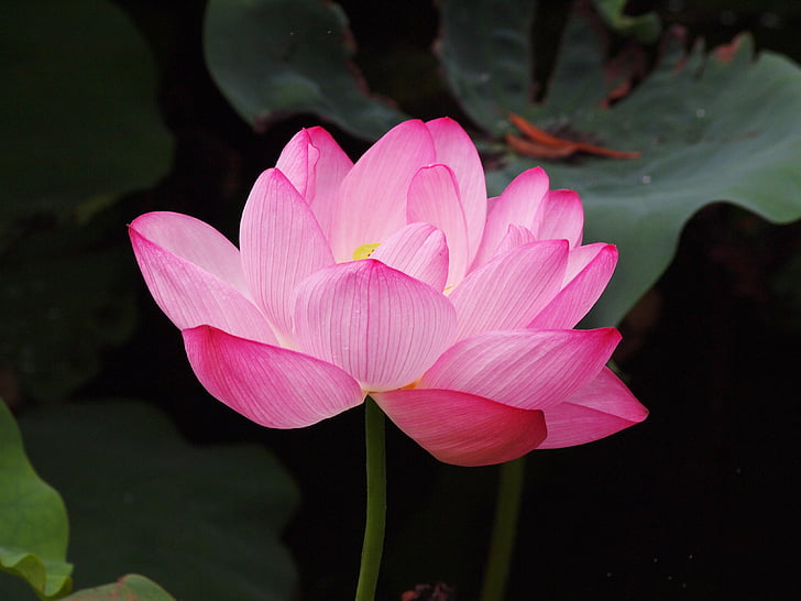 lotus flower, pink, lotus, nature, water Lily, pink Color, lotus Water Lily