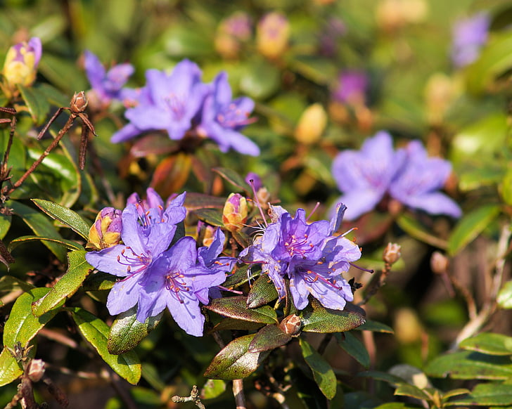 Rhododendron, flori, închide, Heather verde, primavara, natura, violet