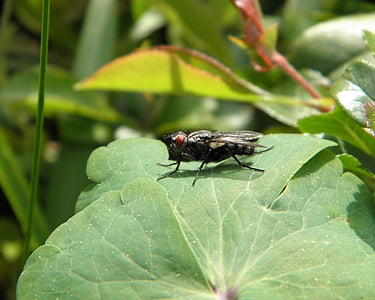 fly, insect, whopper, leaf, green