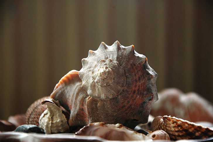 Sea shell, spiral, nära ögat på, natürnmort, pastell