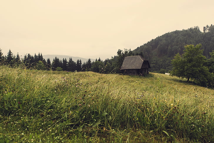 hut, shed, meadow, grass, pasture, cabin, vegetation