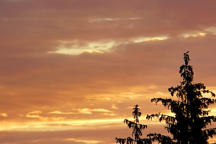 Fajar, matahari terbit, awan, langit, kontras, pohon, Spruce