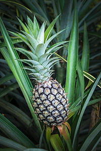 pineapple, tropical, fruit, summer, food, nature, natural