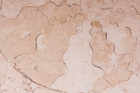petrificação, nautilus fóssil, fósseis, Lajes de pedra calcária de Solnhofen, pedra calcária, Jura, superfície polida