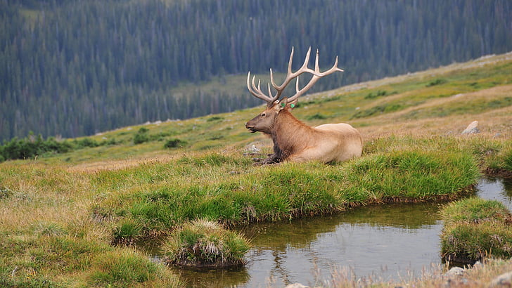 jelen, Rocky mountains, Amerika, Příroda, volně žijící zvířata, zvíře, zvířata v přírodě