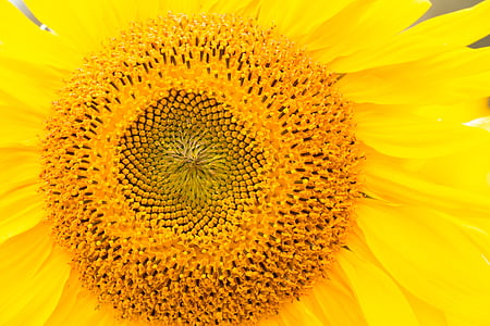 Sunce cvijet, žuta, cvijet, Žuti cvijet, cvijet, cvatu, priroda