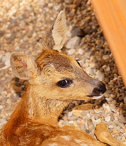 fawn, young, small, sweet, head, roe deer, cute