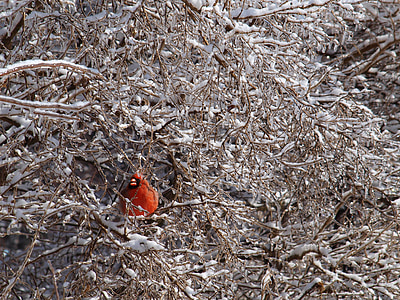 kardinal, ptica, pozimi, zamrznjeni, veje, drevo, rdeča