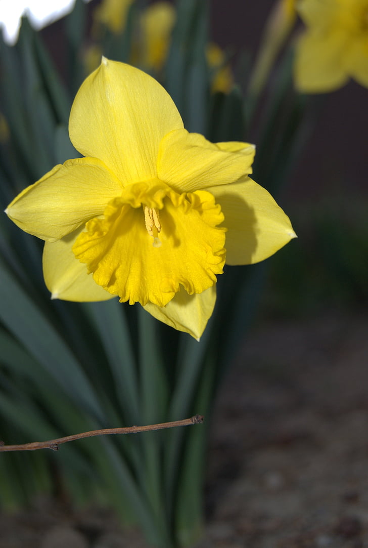 Daffodil, flors, primavera, groc, natura, flor, planta