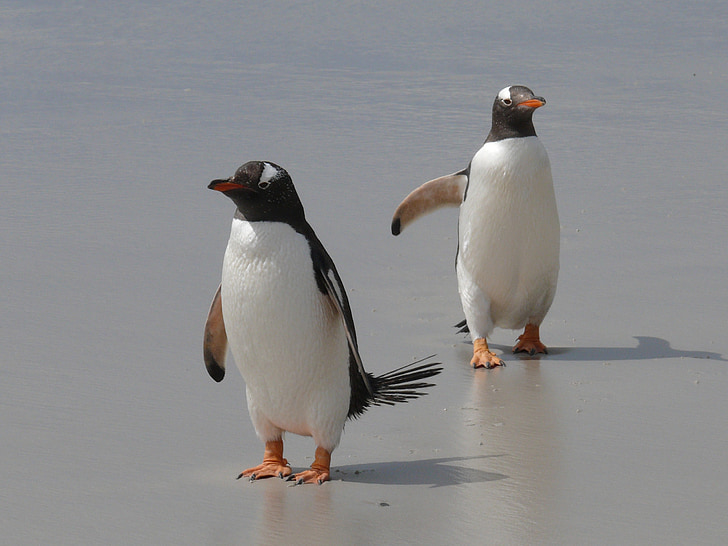 นกเพนกวิน gentoo, นกเพนกวิน, ทวีปแอนตาร์กติกา, นก, ปีก, มหาสมุทรใต้, ครอบครัวเพนกวิน