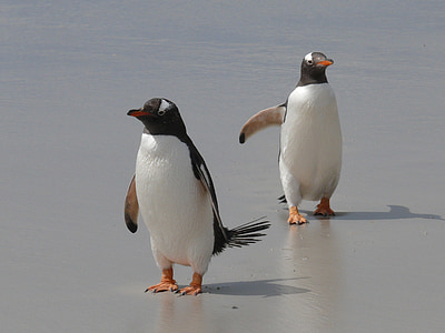 Gentoo penguins, tučňáci, Antarktida, ptáci, vodní ptactvo, Jižní oceán, Rodina tučňáků