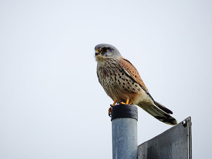 Falco Pellegrino, Elbe, uccello, natura, animale