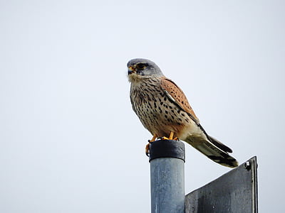 peregrine falcon, elbe, bird, nature, animal