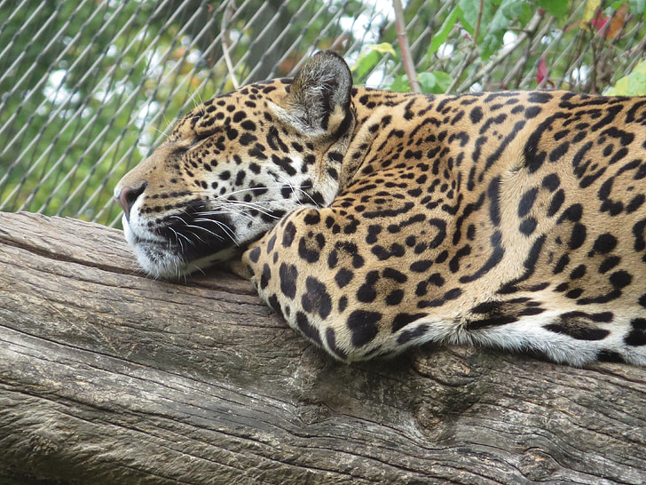 Leopard, Wildcat, stor kat, Botswana, Afrika, Safari, national park
