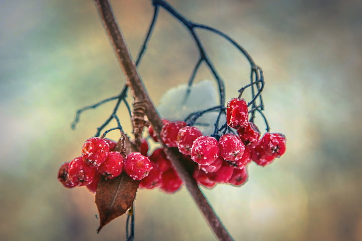 rowan, winter, snow, berry, red, cluster, nature