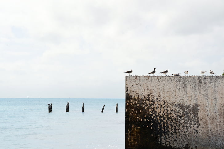 flock, seagull, near, sea, white, clouds, grey