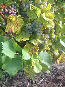 veini, viinamarjad, Geenitehnoloogia veini tootmises, viinamari, viinapuu, põllumajandus, Vineyard