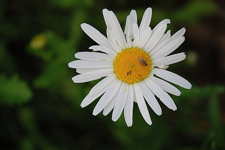 Daisy, Blume, Frühling, Marguerite, Anlage, Bloom, Blüte