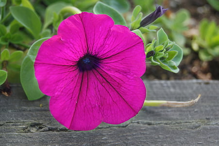 Petunia, flor, púrpura, jardín, planta, naturaleza, verano