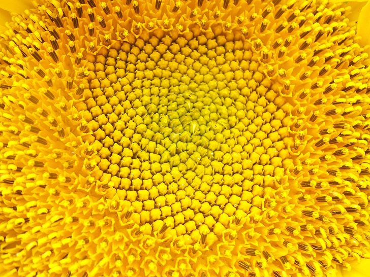 sunflower, flower, nature, sunflowers, yellow, field, garden