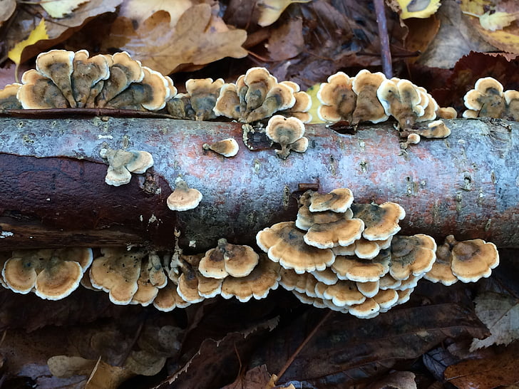forest, nature, mushroom, fungus, edible Mushroom, autumn, brown