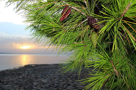 pino, cono del pino, Playa, Croacia, verano, recreación, verde