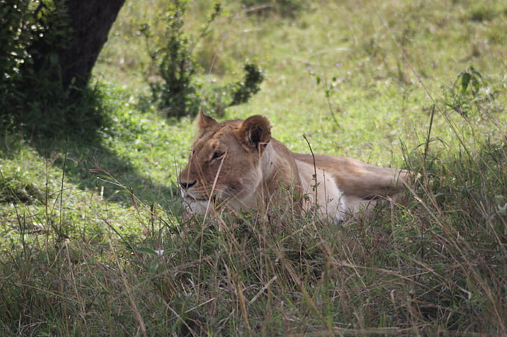 afternoon rest, lioness, siesta