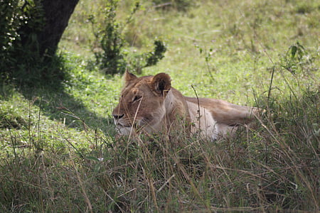 délutáni pihenés, oroszlán, Siesta