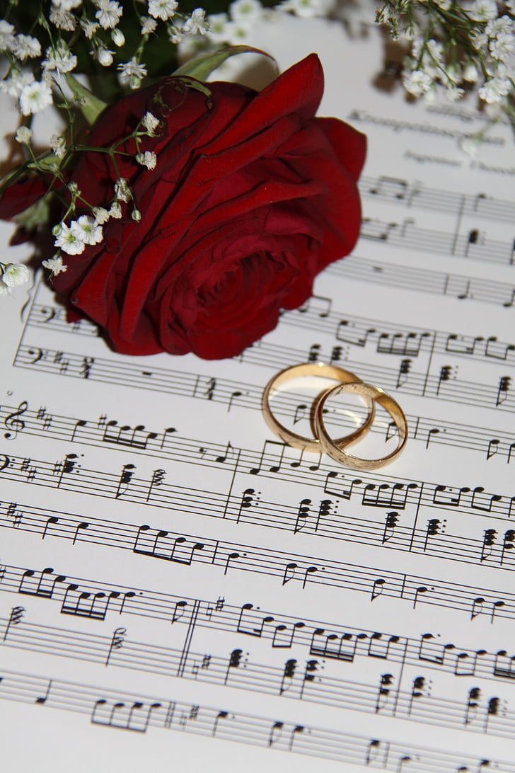 casamento, Ros, flor, chamada, levantou-se, observações, música