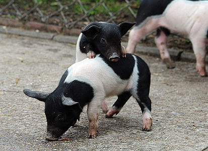 tyske sadel svin, Grisling, indenlandsk gris, husdyr, pattedyr, svin, dyr