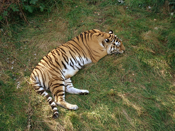 Тигър, Сибирски тигър, Сибирски тигър, Спящата, котешки, бозайник, Хищникът