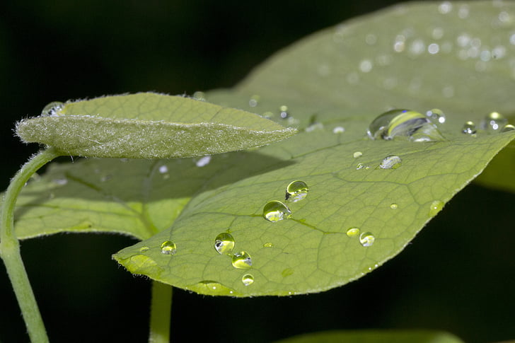 leaves, green, dew, drops, macro, close up, nature