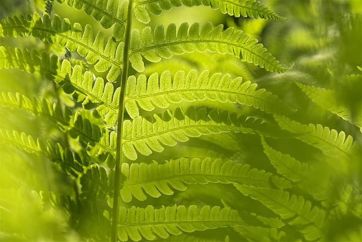 matteucia struthiopteris, Fern, blad, groen, natuur, Botanische, plant