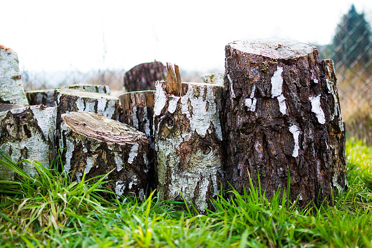 дървен материал, дървен материал, дървен материал, твърда дървесина, бреза, кора, нарязан