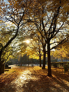 musim gugur, pohon, cahaya, matahari, daun, dedaunan jatuh, suasana musim gugur