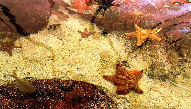 starfish, ocean, sea, underwater, beautiful, sea animal, marine