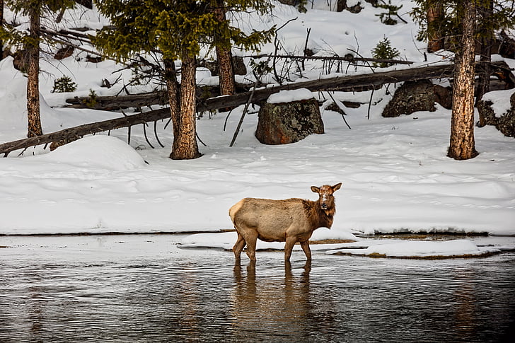 Yellowstone, vườn quốc gia, Wyoming, mùa đông, tuyết, cảnh quan, Thiên nhiên