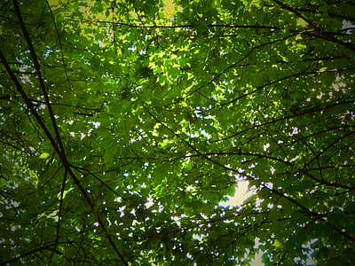albero, natura, foglie, verde, la corona dell'albero