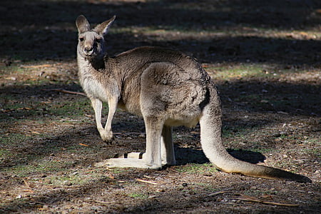 จิงโจ้, ออสเตรเลีย, สัตว์ป่า, ธรรมชาติ, สัตว์, ธรรมชาติ, ออสเตรเลีย