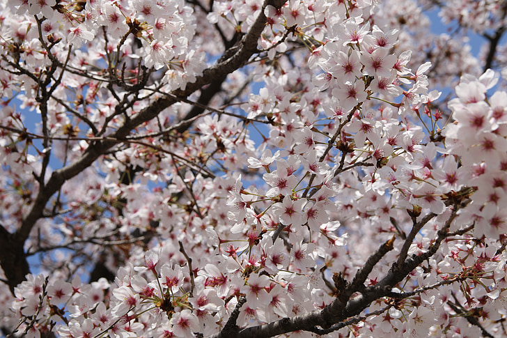 Cherry blossom, april, forår, blomster, natur, planter, forårsblomster