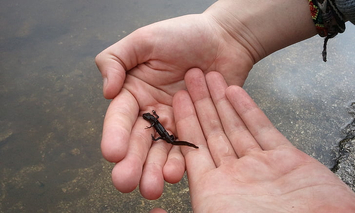 newt, pond, water, animal, amphibian, nature, wildlife