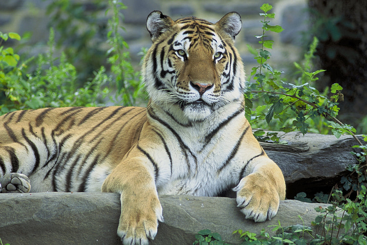 con hổ Siberia nghỉ ngơi, động vật hoang dã, động vật hoang dã, mèo, nhìn chằm chằm, động vật, con hổ