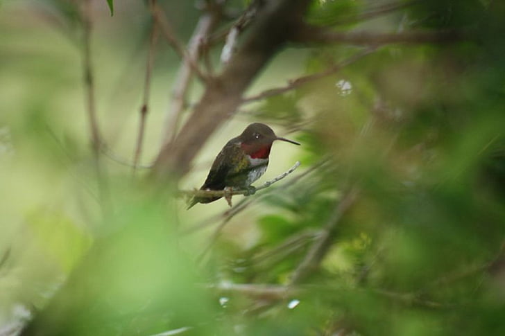 птицата колибри, Открит, малки, колибри, колибри, дива природа, бързо