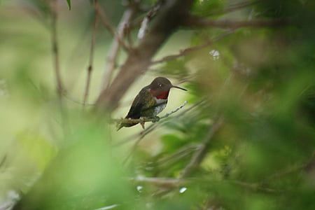 kolibriji ptic, zunanji, mala, brenčanje, Kolibri, prosto živeče živali, hitro