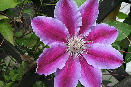clematis, blossom, bloom, purple, flower, plant, close