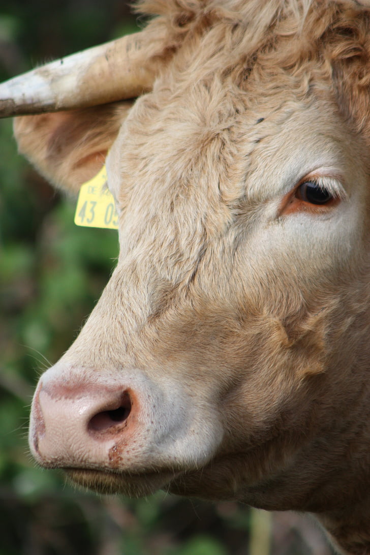 tehén, Horn, állat, marhahús, mezőgazdaság, kérődző, tehenet fej