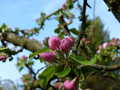 Блосъм, Блум, ябълка, Пролет, ябълков цвят, ябълковото дърво, природата