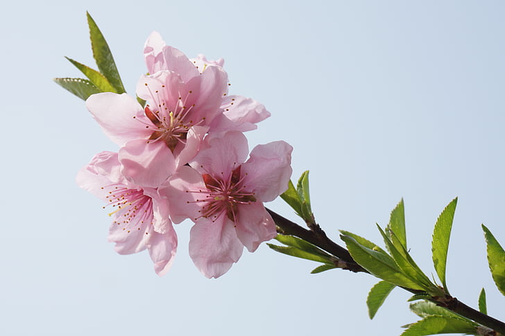 Peach blossom, vaaleanpunainen, ensisijainen, kevään, pinkki terälehdet, osassa, puu