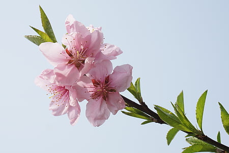 peach blossom, pink, primary, spring, pink petals, section, tree