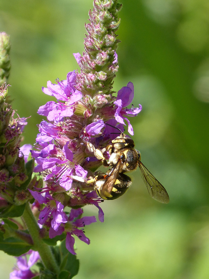 Hornet, Blume, Libar, Megascolia maculata, Wilde Blume